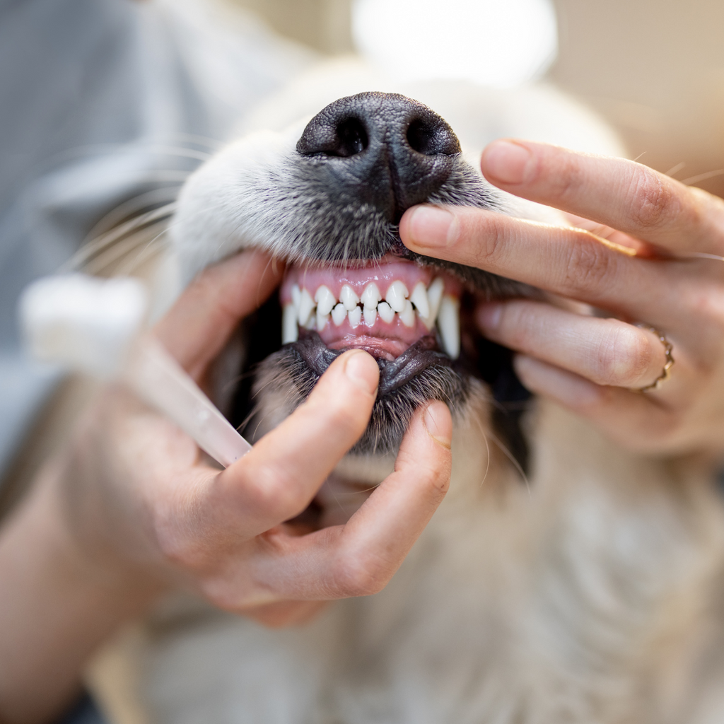 Zahnstein beim Hund – Ursachen, Folgen & effektive Vorsorge
