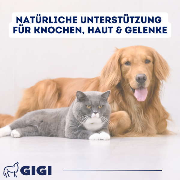 GIGI VET Calci-Cod-Omega Für Hunde und Katzen Mit Omega-3 2-in-1 Formel zur Unterstützung von Haut, Fell und Knochen