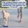 GIGI VET Stark & Fit Für Hunde und Katzen