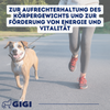 GIGI VET Stark & Fit Für Hunde und Katzen Aktiviert den Fettstoffwechsel & Ideal bei Gewichtsreduktion