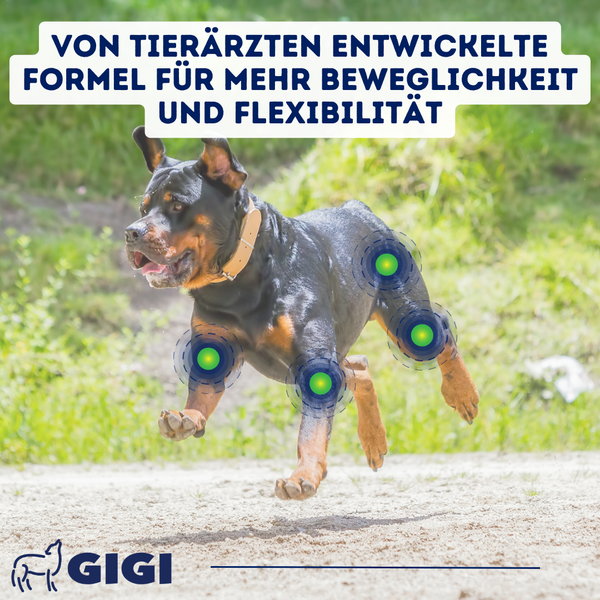 GIGI VET Aktive Hunde Gelenke & Knochen Mit Kollagen und Hyaluronsäure Für starke Gelenke