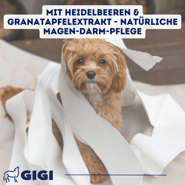GIGI VET Magen & Darm Komfort Für Katzen und kleine Hunde Hilft effektiv bei Futterunverträglichkeiten