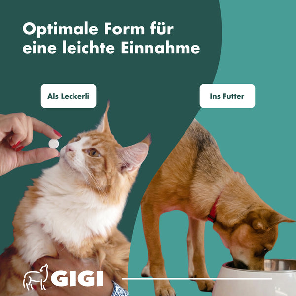 GIGI VET Haut & Fell PRO+ Mit Biotin Für Hunde und Katzen