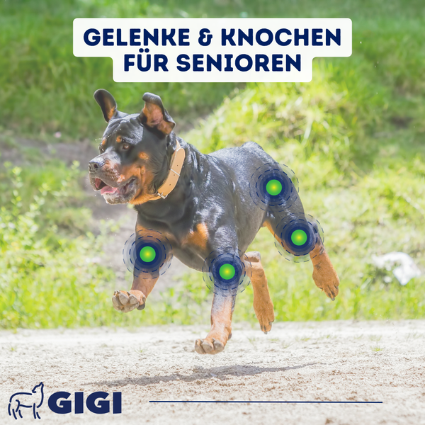 GIGI VET Gelenke Knochen Senioren lecker gesund