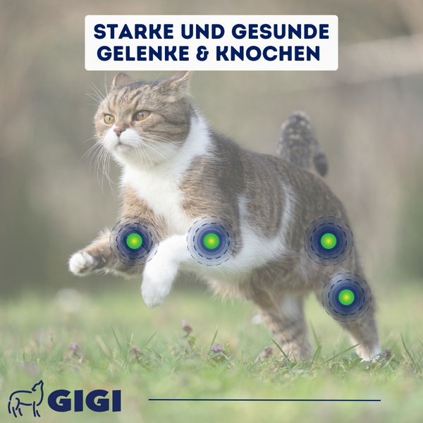 GIGI VET Katzen Gelenke & Knochen