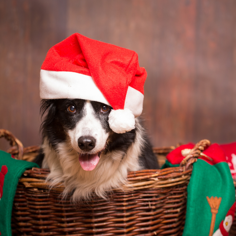 Stress bei Hunden und Katzen an Weihnachten: Ursachen, Gefahren & Lösungen