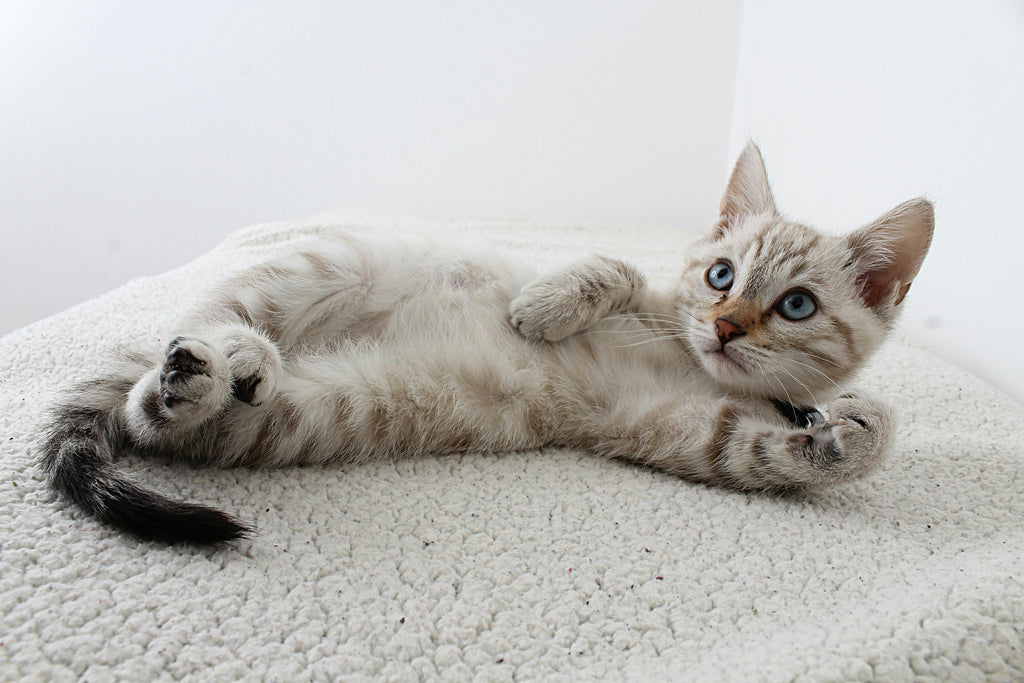 Blog Für Katzenbesitzer: gesund und munter durch den Winter