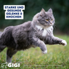 GIGI VET Katzen Gelenke & Knochen PRO+