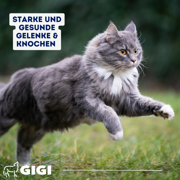GIGI VET Katzen Gelenke & Knochen PRO+