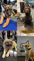 GIGI VET Hunde lieben Produkte happy